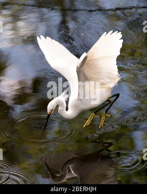 Snowy Egret uccello primo piano profilo vista volare sopra l'acqua che mostra piume bianche, testa, becco, occhio, soffice piumaggio, piedi gialli nei suoi ambientatori Foto Stock