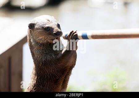 Primo piano di una lontra fluida, Wingham Wild Life Park, Kent Foto Stock