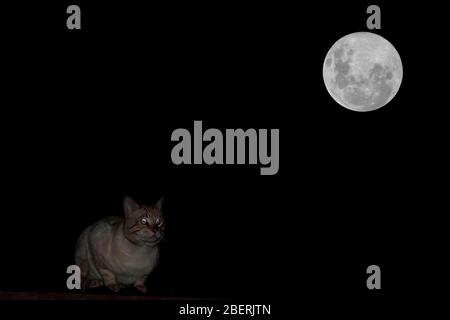 Gatto domestico (Felis silvestris catus), un misterioso gatto domestico che riposa sul tetto alla luce della luna super. Lima Perù Foto Stock