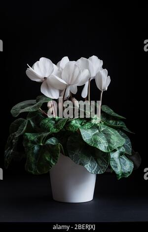 Fiore bianco di ciclamino in vaso bianco su sfondo scuro Foto Stock