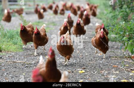 Un allevatore di pollame che indossa stivali di gomma che camminano tra una folla di galline foraggere in una fattoria di pollame in Oxfordshire. Foto Stock