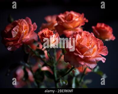 Bouquet di rosa pesca spray rose su sfondo scuro Foto Stock