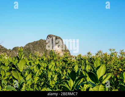 Piantagione di tabacco nella valle di Vinales, Patrimonio dell'Umanità dell'UNESCO, provincia di Pinar del Rio, Cuba Foto Stock