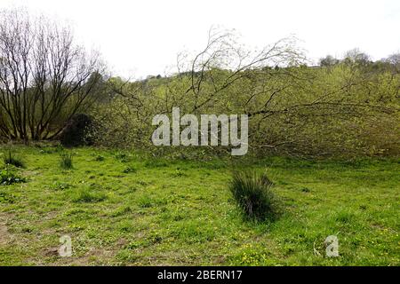 Un albero sradicato vicino al fiume goyt in nuovi mulini, derbysire Foto Stock