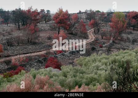 Paesaggio autunnale, alberi colorati, alberi senza foglie Foto Stock