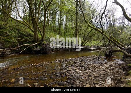 Un albero sradicato vicino al fiume goyt in nuovi mulini, derbysire Foto Stock