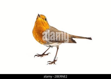 Europeo Robin, Erithacus rubecula, isolato su sfondo bianco. Foto Stock