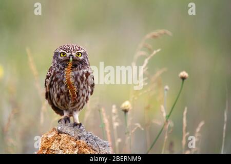 Gufo, Athene noctua, si erge su una roccia con uno scologendra nel suo becco. Foto Stock