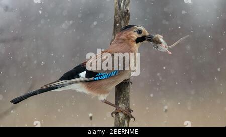 Jay Garrulus glandarius, nella neve seduta su un bastone con un mouse nel suo becco. Foto Stock