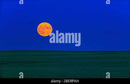 Piena luna su un campo verde di grano in Alberta, Canada. Foto Stock