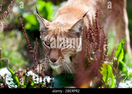 Primo piano di una lynx eurasiatica, al Wingham Wildlife Park, Kent Foto Stock