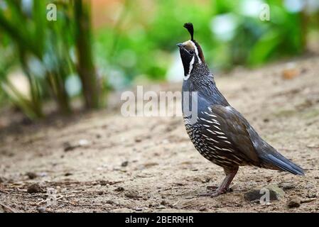 Chioseup quaglia California ( Callipepla californica ) Foto Stock