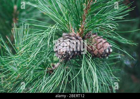 Coni di cedro maturi su rami di cedro primo piano Foto Stock