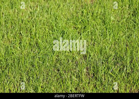 Erba verde in estate sul prato come sfondo Foto Stock