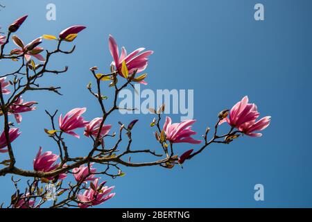 Albero primaverile fiorito durante la stagione primaverile nei Paesi Bassi, fiori fioriti nell'albero Foto Stock