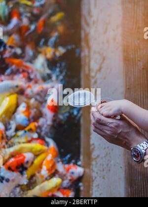 La felicità è la famiglia che si aiutano reciprocamente per alimentare molti fancy carpe Koi nel laghetto del giardino giapponese. La cura degli animali concetto. Foto Stock