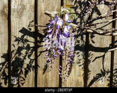 Wisteria sinensis, Galles, Regno Unito Foto Stock