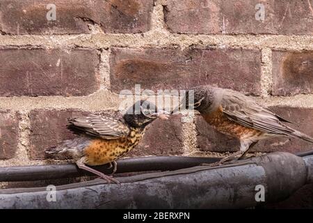 American Robin fledgling, Turdus migratorius, con l'alimentazione degli adulti vermi a New York City, la fauna selvatica urbana, Stati Uniti d'America Foto Stock