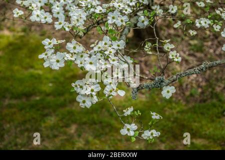 Guardando giù su un ramo fiorito dogwood con grandi fiori bianchi aperto in una giornata di sole in primavera Foto Stock
