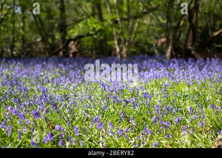 Tappeto di campanelli selvatici nel bosco, fotografato a Pear Wood accanto allo Stanmore Country Park di Stanmore, Middlesex, Regno Unito Foto Stock