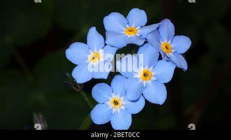NON DIMENTICARE DI ME FIORI BLU E GIALLO. NON DIMENTICARMI. PIANTE E GIARDINAGGIO. ORTICOLTURA. HOBBY. TEMPI DI PASSAGGIO. NATURA. BELLEZZA NATURALE. FIORI BELLISSIMI. DITE CON I FIORI. INVIA FIORE. LA BELLEZZA DELLA NATURA. IN CRESCITA. Foto Stock