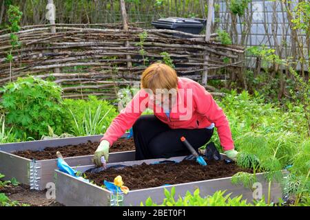 Una donna semina in un giardino domestico, Vingåker, Södermanland, Svezia Foto Stock