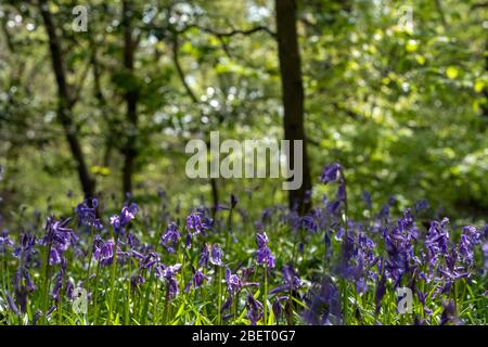 Tappeto di campanelli selvatici nel bosco, fotografato a Pear Wood accanto allo Stanmore Country Park di Stanmore, Middlesex, Regno Unito Foto Stock