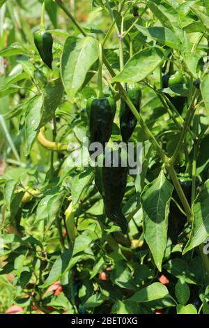 Cinque Poblano Pepers verde che crescono in un giardino in Illinois, Stati Uniti Foto Stock