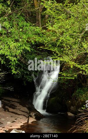 Ultima cascata su Nant Bwrefwr, Blaen-y-Glyn, Brecon Beacons. Foto Stock