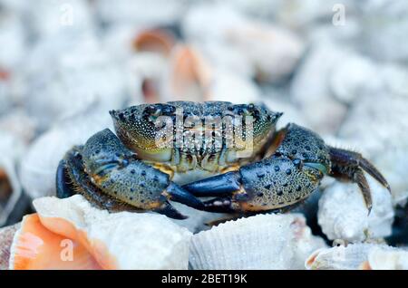 Il granchio del Mar Nero con le grandi griffe siede su un mucchio di conchiglie e guarda lo spettatore con gli occhi piccoli. Primo piano, profondità di campo bassa. Foto Stock