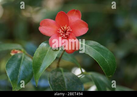 Camellia japonica "Kimberly' Foto Stock