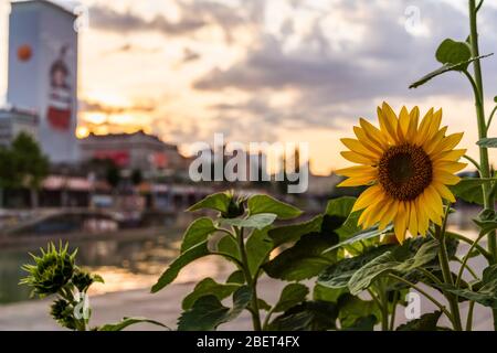 Un luminoso girasole da un giardino urbano durante un tramonto estivo sul canale del Danubio a Vienna Foto Stock