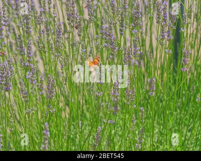 Piante di lavanda gambi nel campo in Croazia Foto Stock