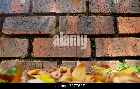 muro in mattoni rosso vintage con foglie Foto Stock