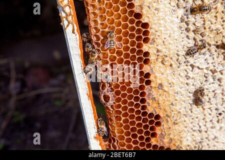 Fotogrammi di un alveare. Le api di occupato all'interno dell'alveare con open e cellule sigillate per il dolce miele. Ape Miele raccolto nel bel giallo favo di miele. Foto Stock