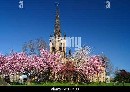 UK,South Yorkshire,Elsecar,Santa Trinity Parrocchia in primavera con fiore di ciliegio in piena fioritura Foto Stock