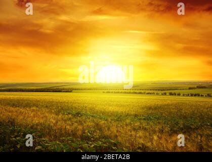 Golden Sunset over campo di grano