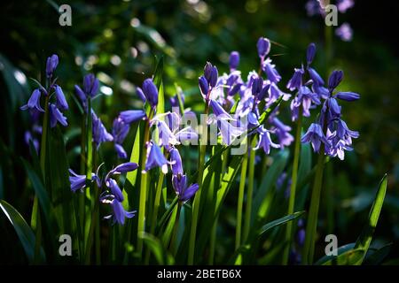 Bluebells (Hyacinthoides non-scripta) fiorito in un bosco inglese Foto Stock