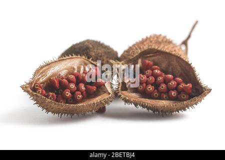 Brazilian Ulucum Annatto semi isolati su sfondo bianco Foto Stock