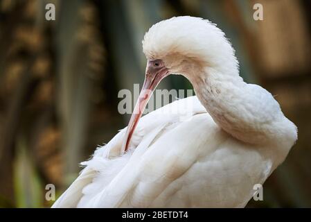 Pretrazione di spatola di rosea ( Platalea ajaja ) Foto Stock