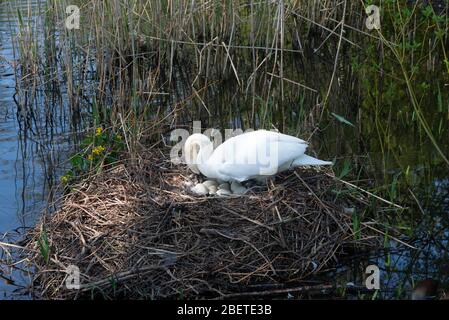 Reading, Berkshire, UK 15 Aprl .Swan girando le sue uova e sedendosi su un nido gigante sul bordo del lago di Whiteknights nei terreni della Reading University che rimangono aperti al pubblico generale e un bonus per i residenti locali di East Reading per l'esercizio mentre il blocco del coronavirus è in Force.Credit GaryBlake/Alamy Live nuovo credito: Gary Blake/Alamy Live News Foto Stock