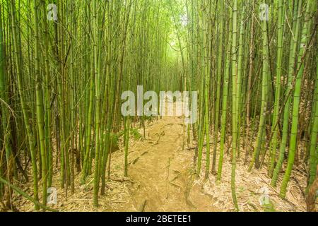 Foresta di bambù nel Parco Serra dos Orgaos a Petropolis - Rio de Janeiro - Brasile. Sentiero nella foresta brasiliana Foto Stock