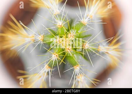 Pianta del deserto di Cactus verde, primo piano, vista dall'alto Foto Stock