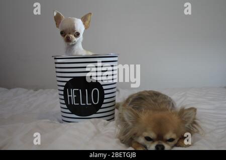 Cani Chihuahua a pelo lungo e corto godendosi ogni altra compagnia Foto Stock
