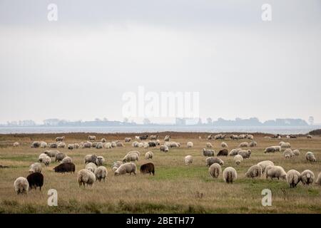 Hiddensee, Germania, 10-18-2019, Hiddensee Island nella zona occidentale della laguna di Pomerania/ pecore sul Gellen Foto Stock