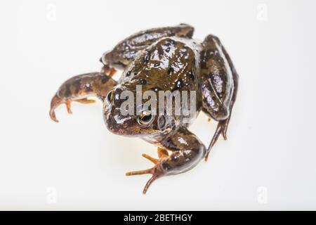 Common Frog, Rana temporaria< fotografato su sfondo bianco in uno studio portatile per esterni Foto Stock