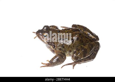 Common Frog, Rana temporaria< fotografato su sfondo bianco in uno studio portatile per esterni Foto Stock