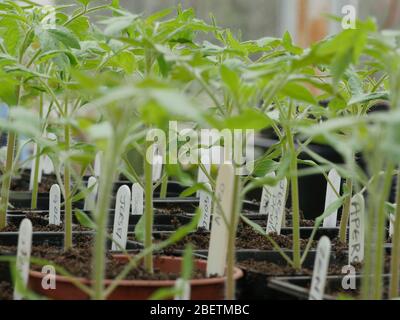 Piante di pomodoro, piantine in pentole con etichette Foto Stock