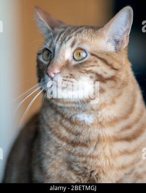 Gatto Tabby a righe arancioni con viso carino e occhi riflettenti che mostrano piccoli alunni in luce solare. Foto Stock