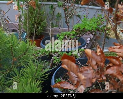 Bonsai sorvernò nel Regno Unito Foto Stock
